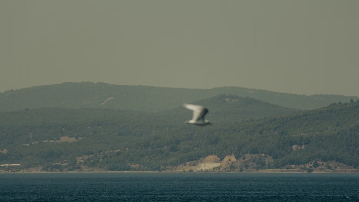 A tranquil view of a seagull flying over a calm sea with mountains in Türkiye, evoking peace and freedom.